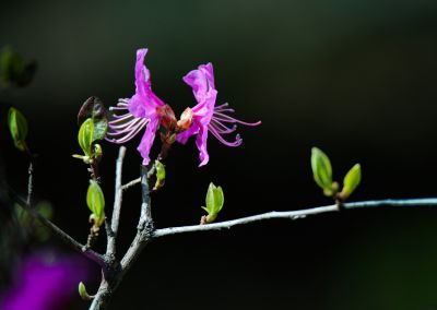 野杜鹃花开的季节
