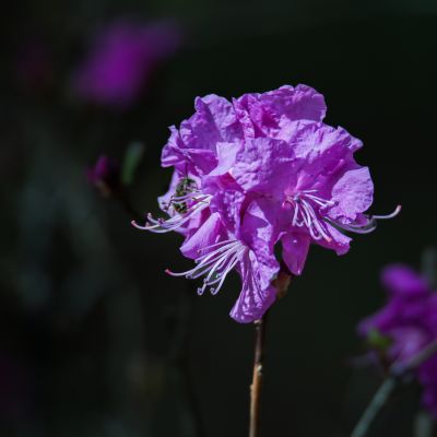 野杜鹃花开的季节