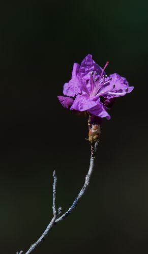 野杜鹃花开的季节