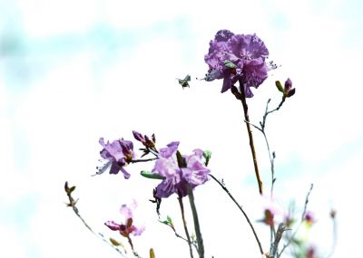 野杜鹃花开的季节