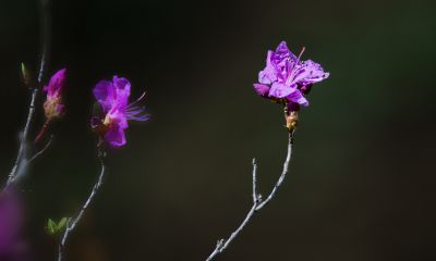 野杜鹃花开的季节
