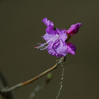 野杜鹃花开的季节