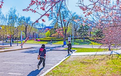 哈尔滨工程大学的春花盛开 