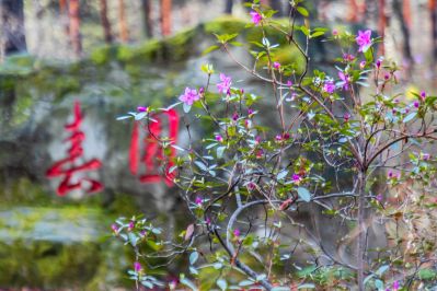 春季省植物园开园 春花