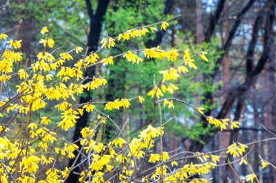 春季省植物园开园 春花
