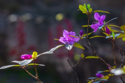 省植物园春色