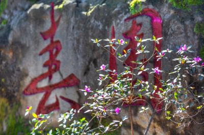 省植物园春色