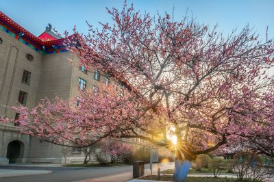 哈尔滨工程大学校园杏花烂漫时游客纷纷打卡拍照