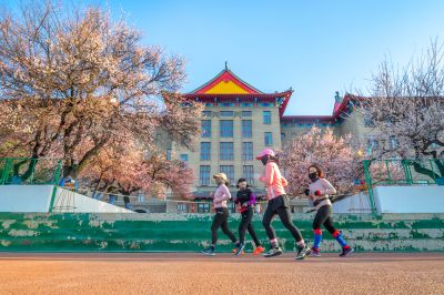 哈尔滨工程大学校园杏花烂漫时游客纷纷打卡拍照