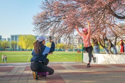 哈尔滨工程大学校园杏花烂漫时游客纷纷打卡拍照