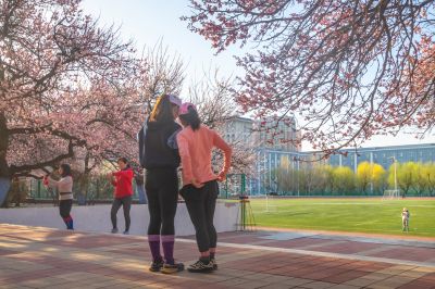 哈尔滨工程大学校园杏花烂漫时游客纷纷打卡拍照