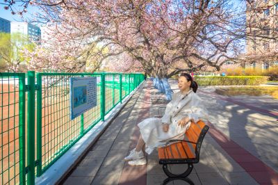 哈尔滨工程大学校园杏花烂漫时游客纷纷打卡拍照