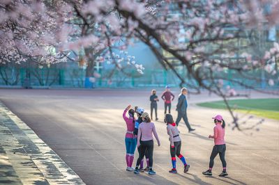 哈尔滨工程大学校园杏花烂漫时游客打卡