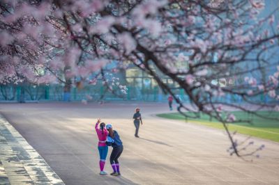 哈尔滨工程大学校园杏花烂漫时游客打卡
