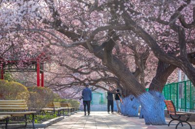 哈尔滨工程大学校园杏花烂漫时游客打卡