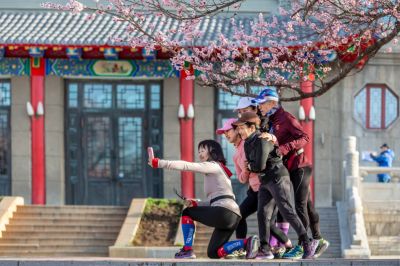 哈尔滨工程大学校园杏花烂漫时游客打卡