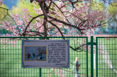 哈尔滨工程大学校园杏花烂漫时游客打卡