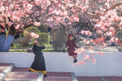 哈尔滨工程大学校园杏花烂漫时游客打卡