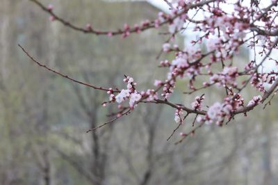 春花杏花