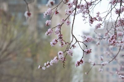 春花杏花