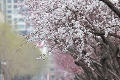 春花杏花