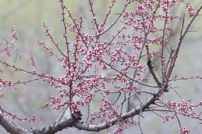 春花杏花