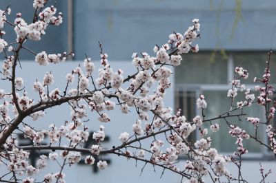 春花杏花