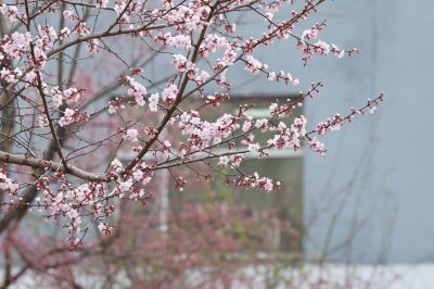 春花杏花