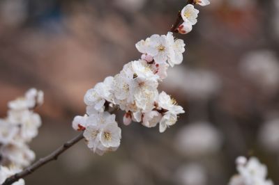 山杏花