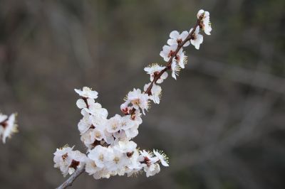山杏花
