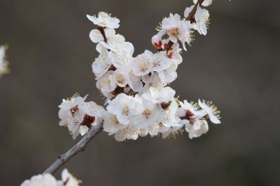 山杏花