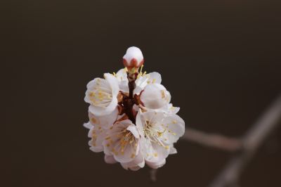 山杏花