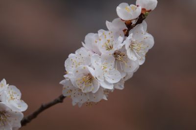 山杏花