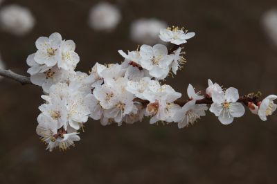 山杏花