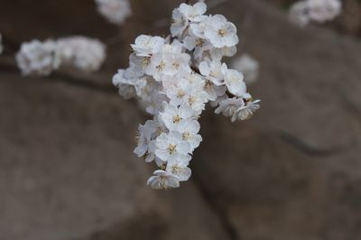 山杏花