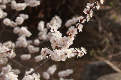 山杏花