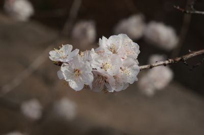 山杏花