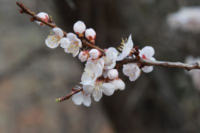 山杏花