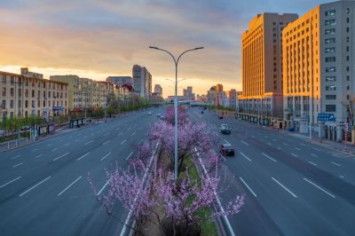 和兴路杏花开放