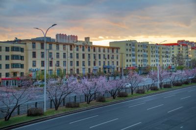 和兴路杏花开放