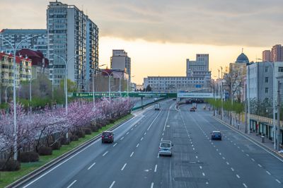 和兴路杏花开放