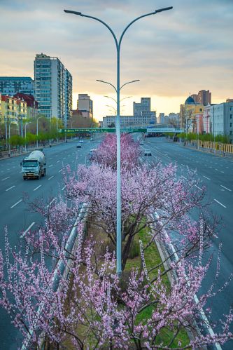 和兴路杏花开放