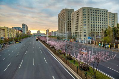 和兴路杏花开放