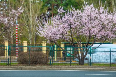 和兴路杏花开放