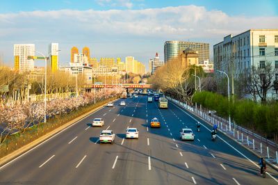 和兴路杏花开放