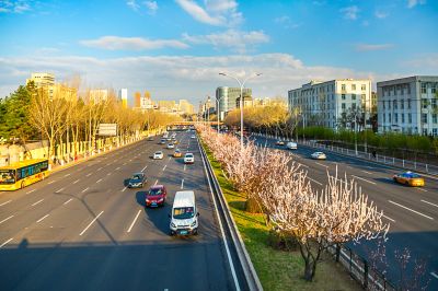 和兴路杏花开放