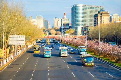 和兴路杏花开放