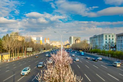 和兴路杏花开放