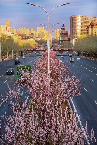 和兴路杏花开放