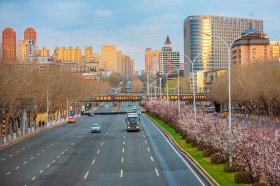 和兴路杏花开放